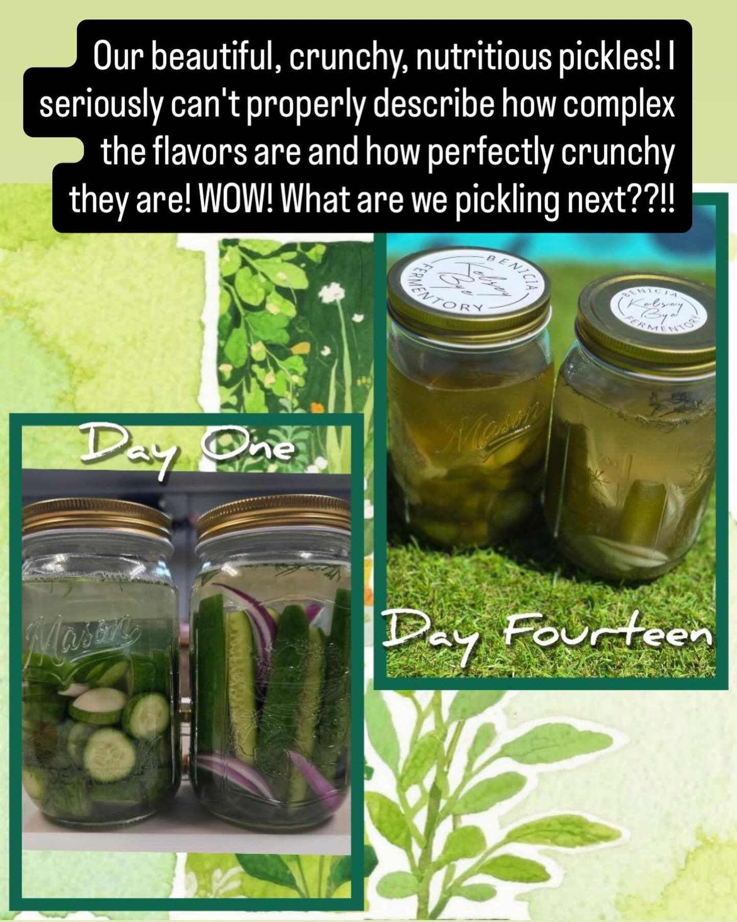 Another happy fermenter! 📣 🥒 

Pick up your pickle and sauerkraut fermentation kits at Home Sewn in Vallejo or at next week’s Benicia Farmers market. Hope to see you there! #pickles #fermentation #sauerkraut @duhh_bear #benicia #vallejo @home_sewn_vallejo